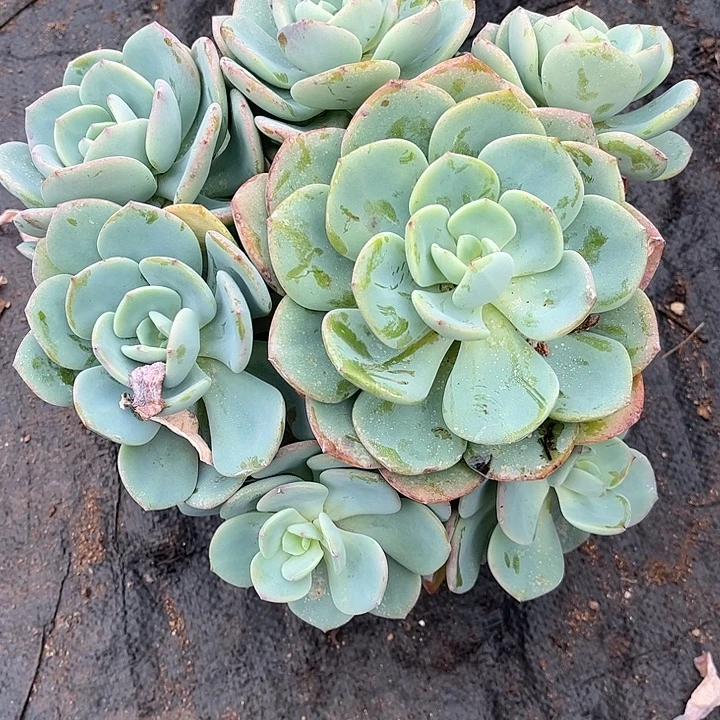 o***…白月光群生，一物一拍