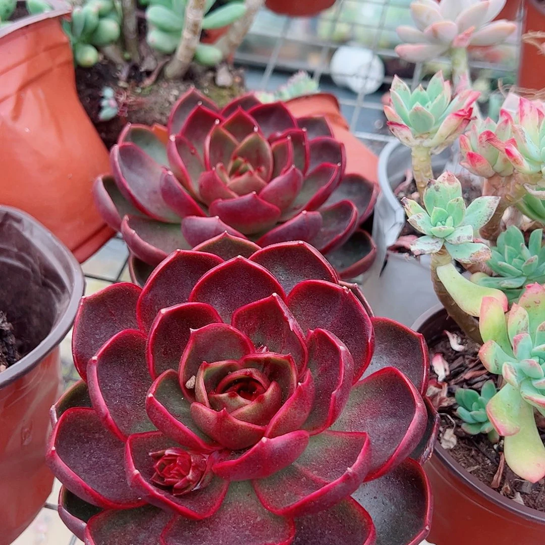 红灯大单头精品特价