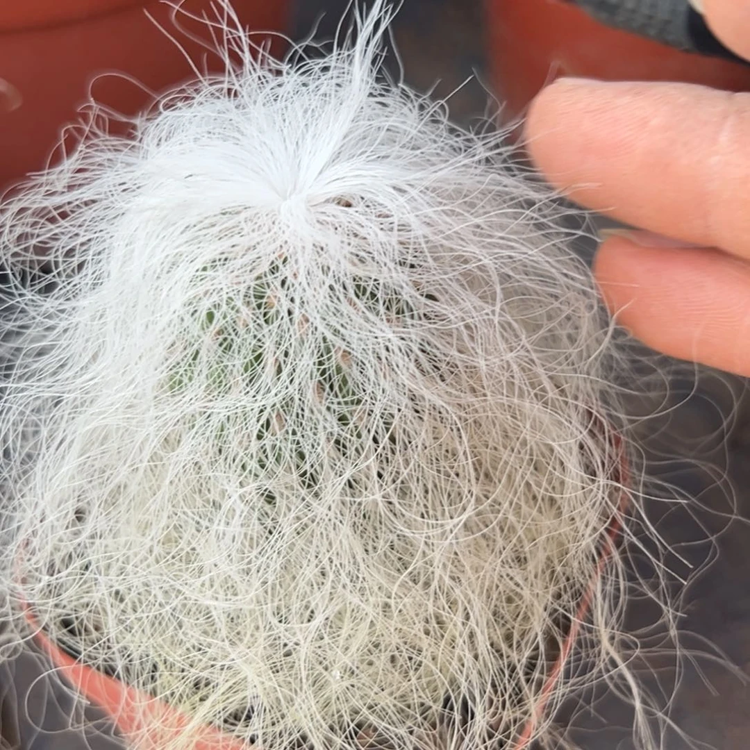 *****0。 零零落落 零零落落