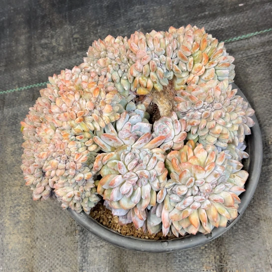 叶插星影缀大鸡腿