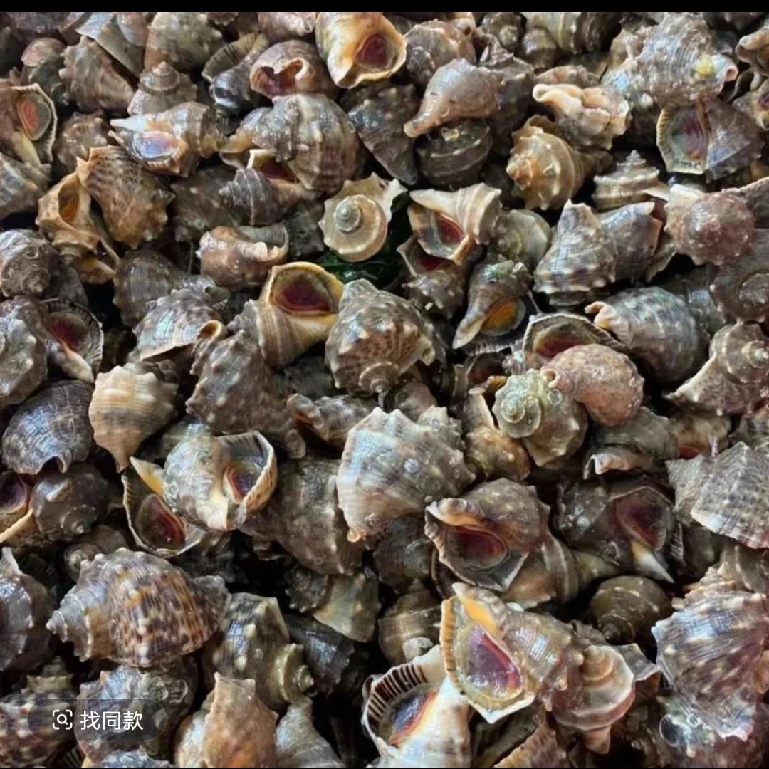 鲜活海螺肉质鲜嫩中号西安市同城一个小时送到家加料包新鲜营养