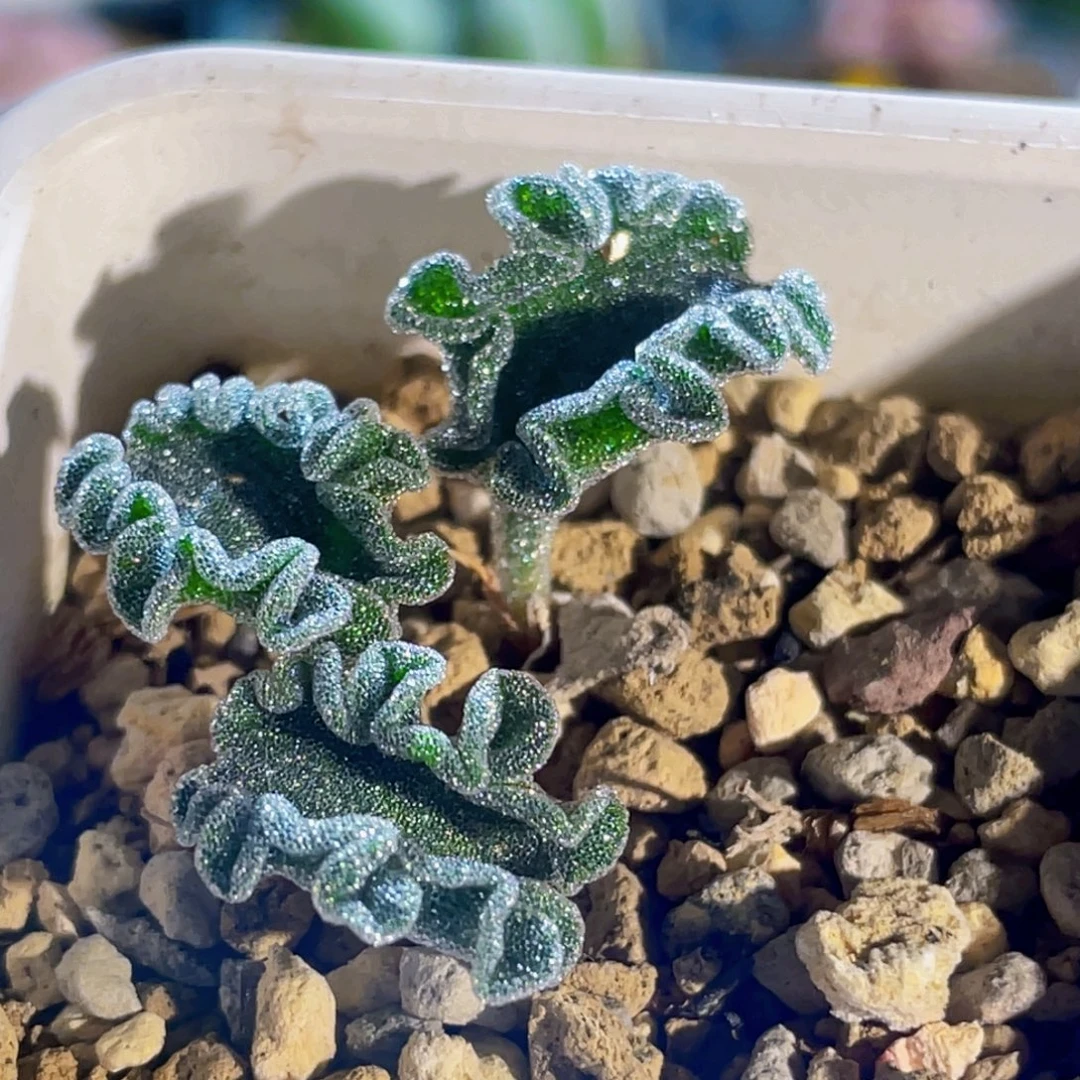 三头冰晶海带植物一物一拍