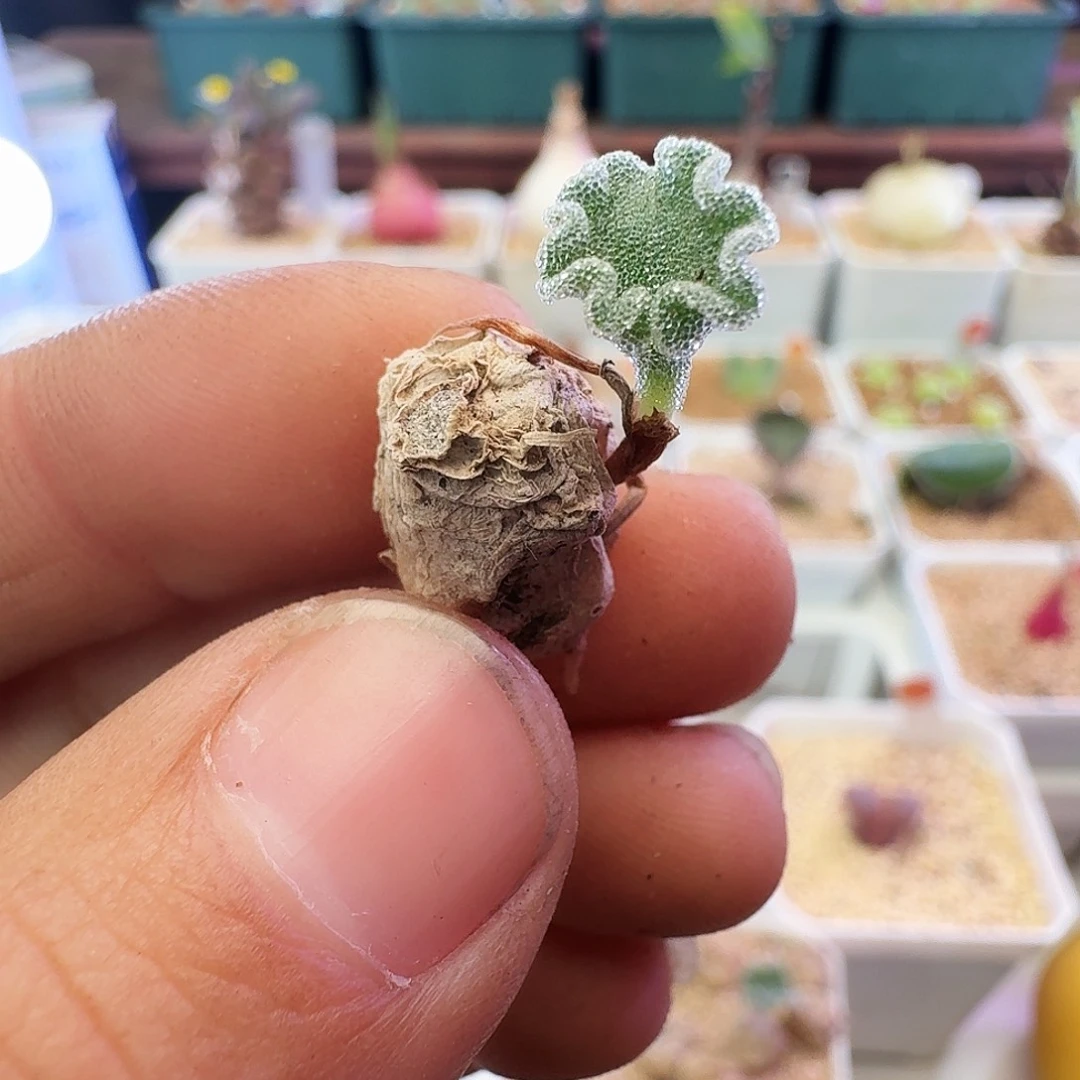 ****菁多肉植物福利冰晶海带338