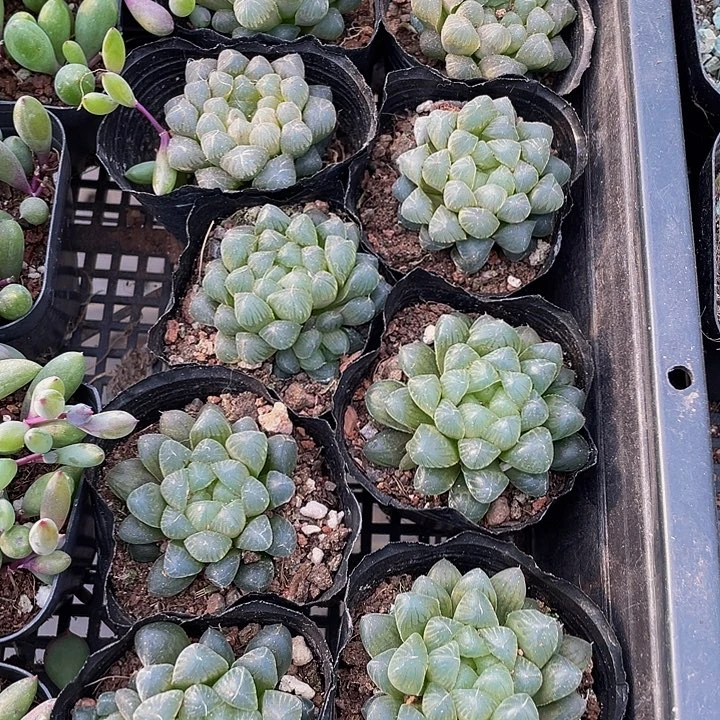 姬玉露带盆土发货