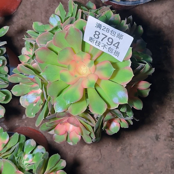 8794香妃多肉植物