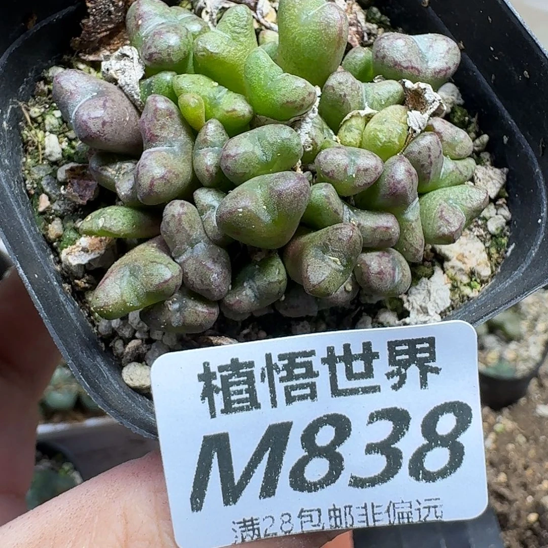 多肉植物的人生fhjk