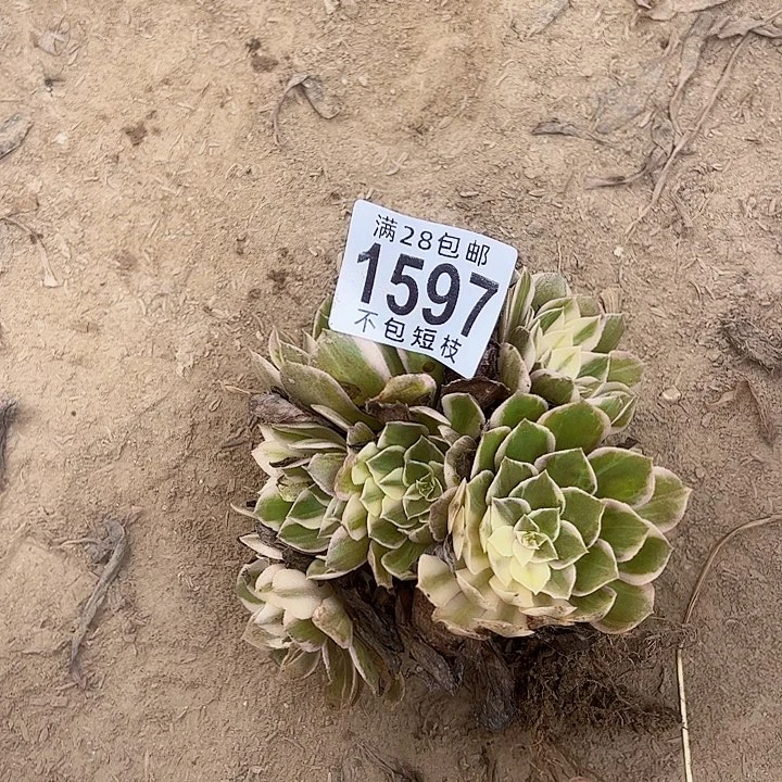 1597黑魔禁多肉植物法师