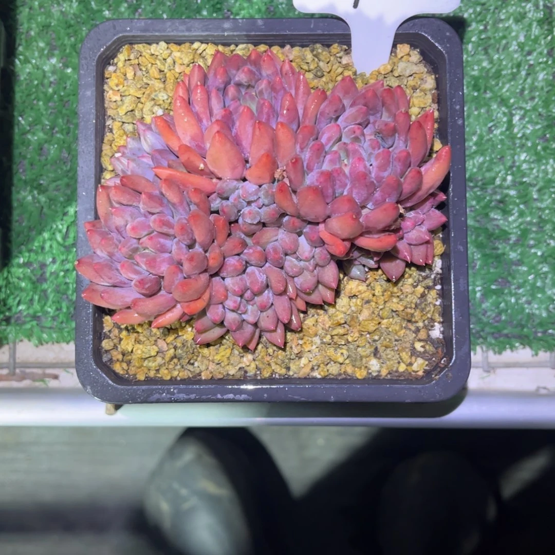 ?*红水晶球一物一拍