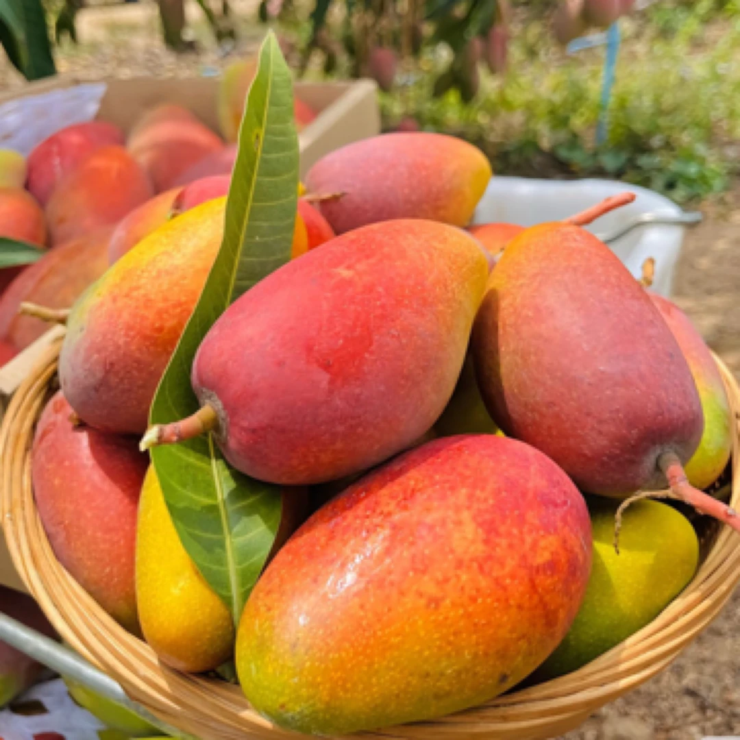 【V嘉精选】贵妃芒2.9-3斤装