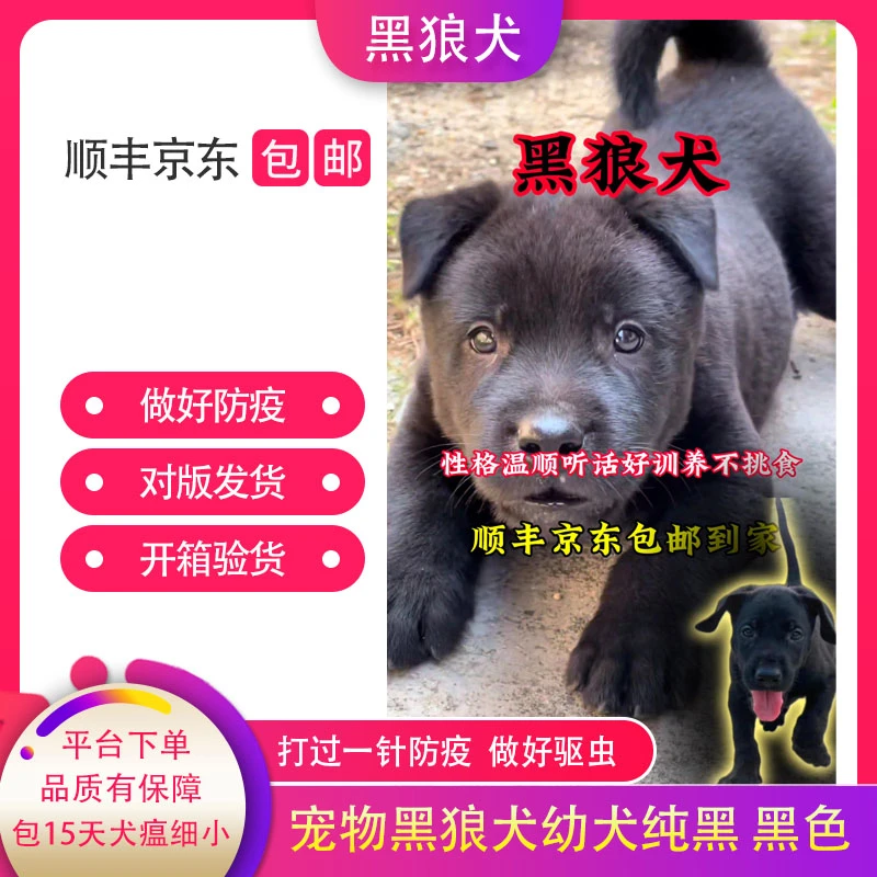 黑狼纯种50天左右幼犬活体看家护院黑色不挑食好养活体