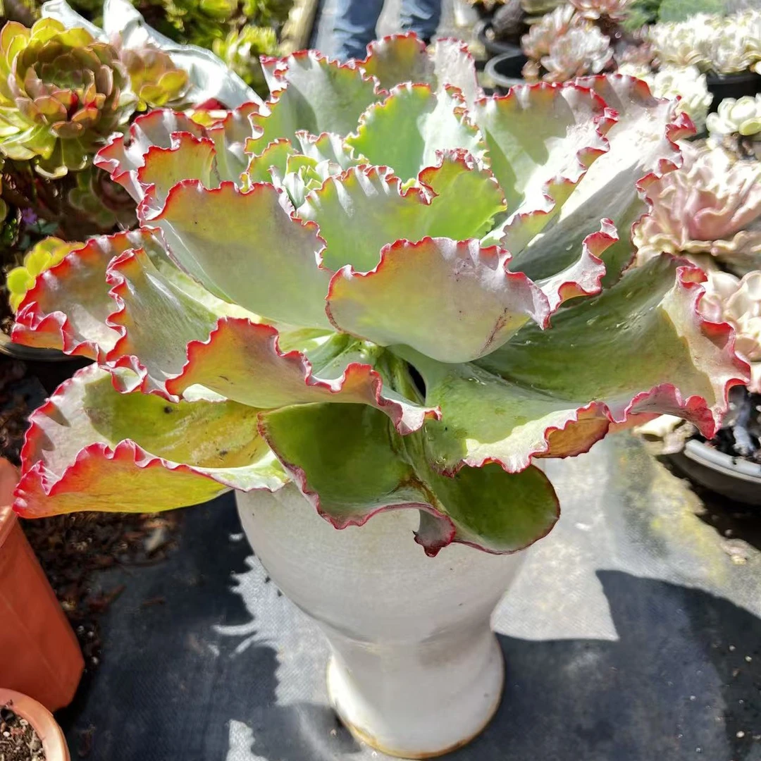 太好看多肉 蓝色妖姬包菜单头新手小白好养，红稀缺货