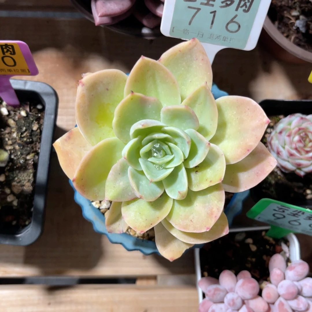 .***呵云尘多肉一物一拍716不含盆