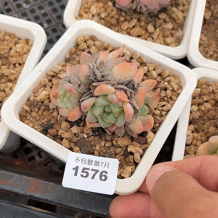 阿雅园艺。    1576厚梦