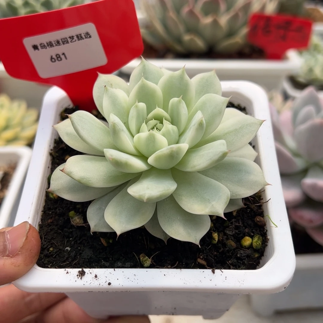 681号tp锦多肉植物