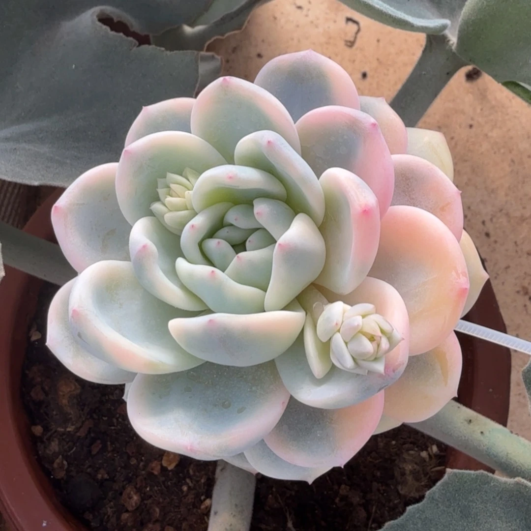 橙梦露锦腹轮锦带嫁接