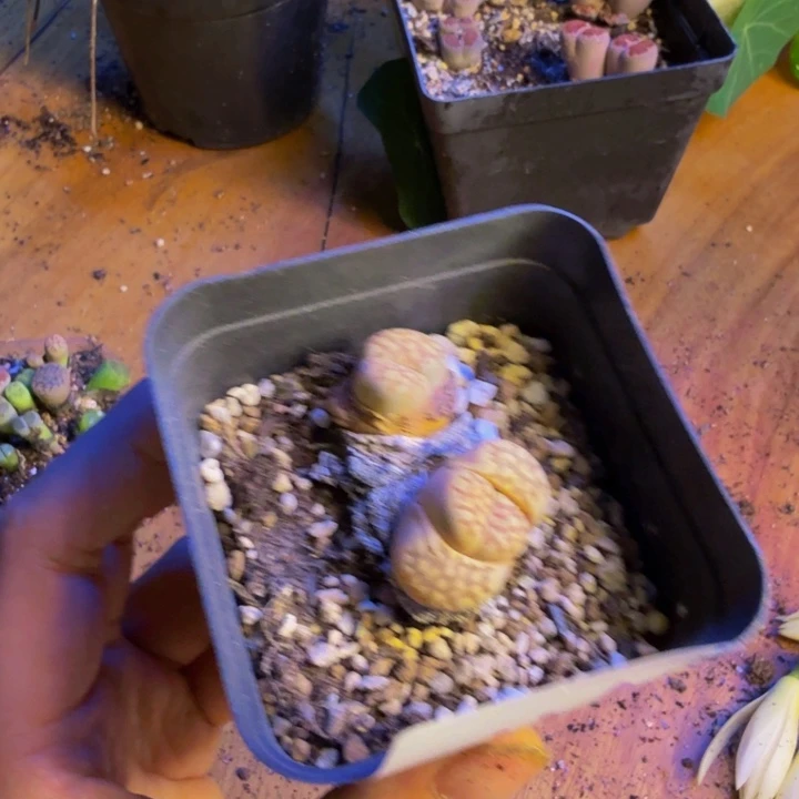 今****呢多肉葡萄等农作物38