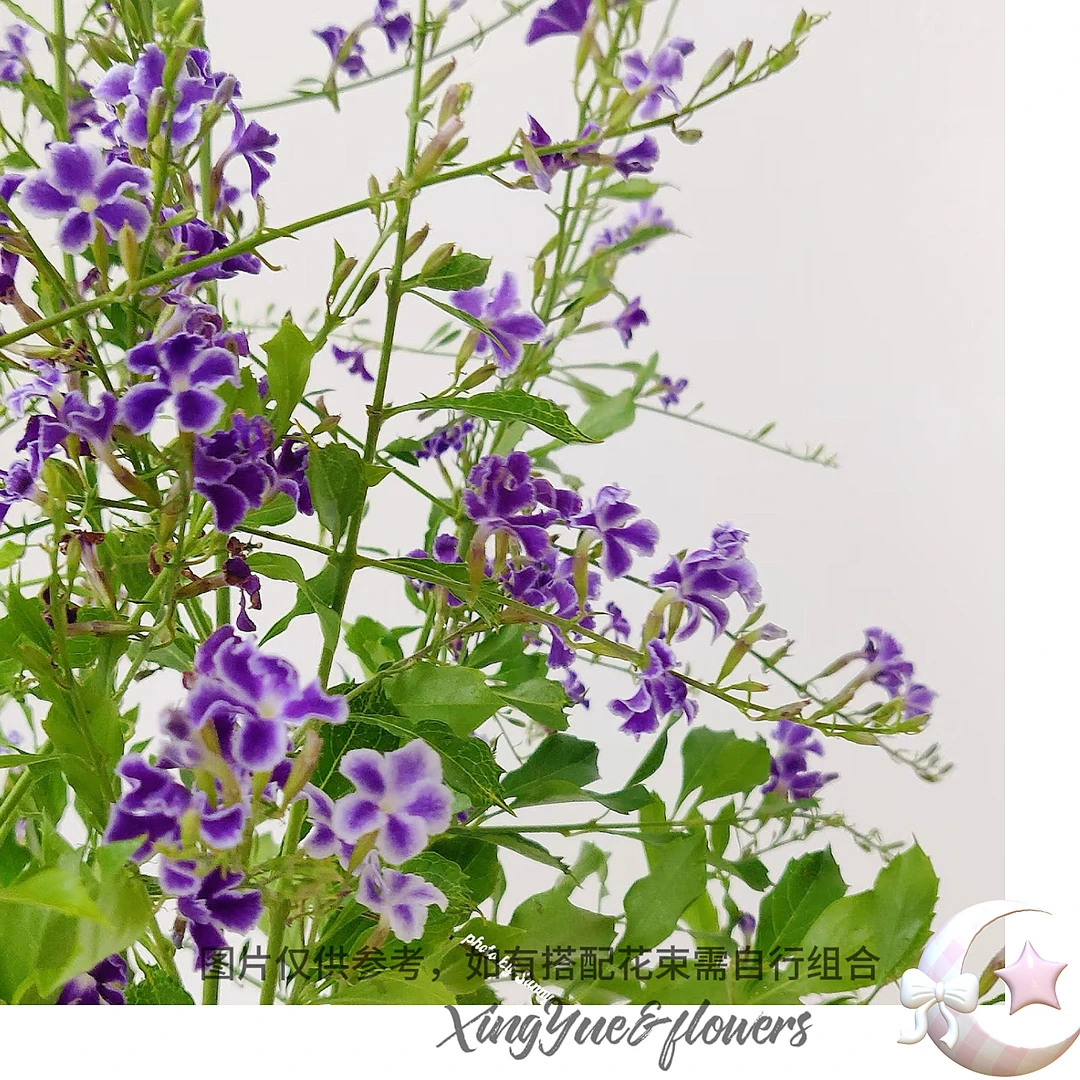 【星玥鲜花】灵动的紫色配花 巧克力蕾丝金露