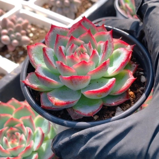 粉水晶。