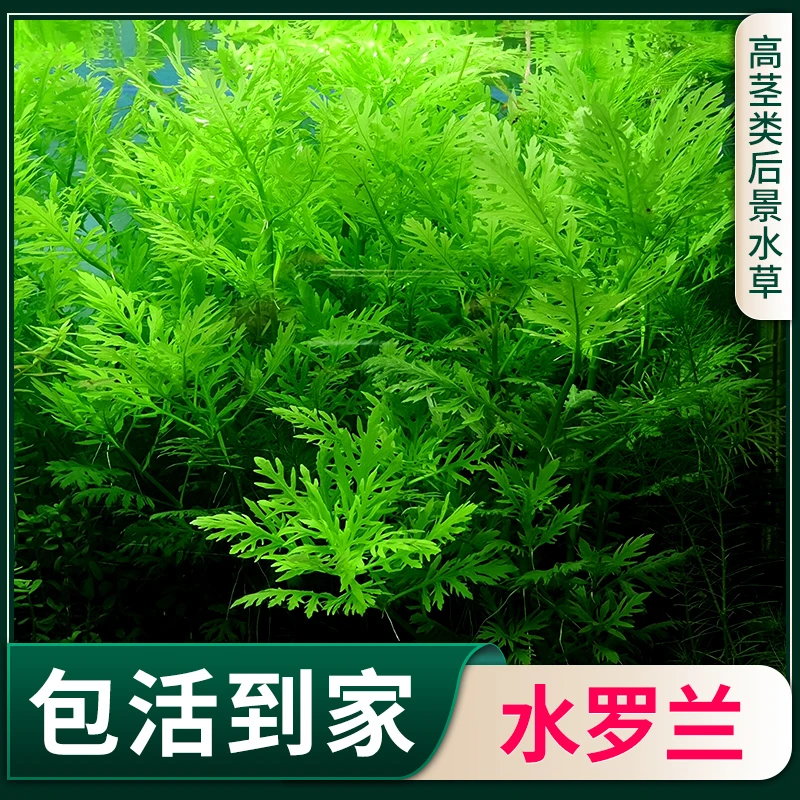 水罗兰大坨草缸造景水草场直发懒人阴性水草增氧中后景淡水培植物