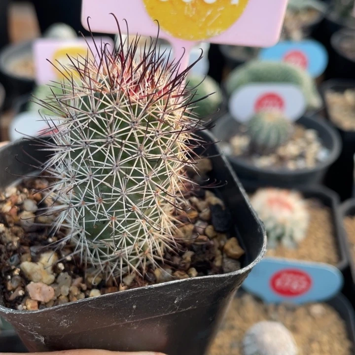 实生绣明殿305400000