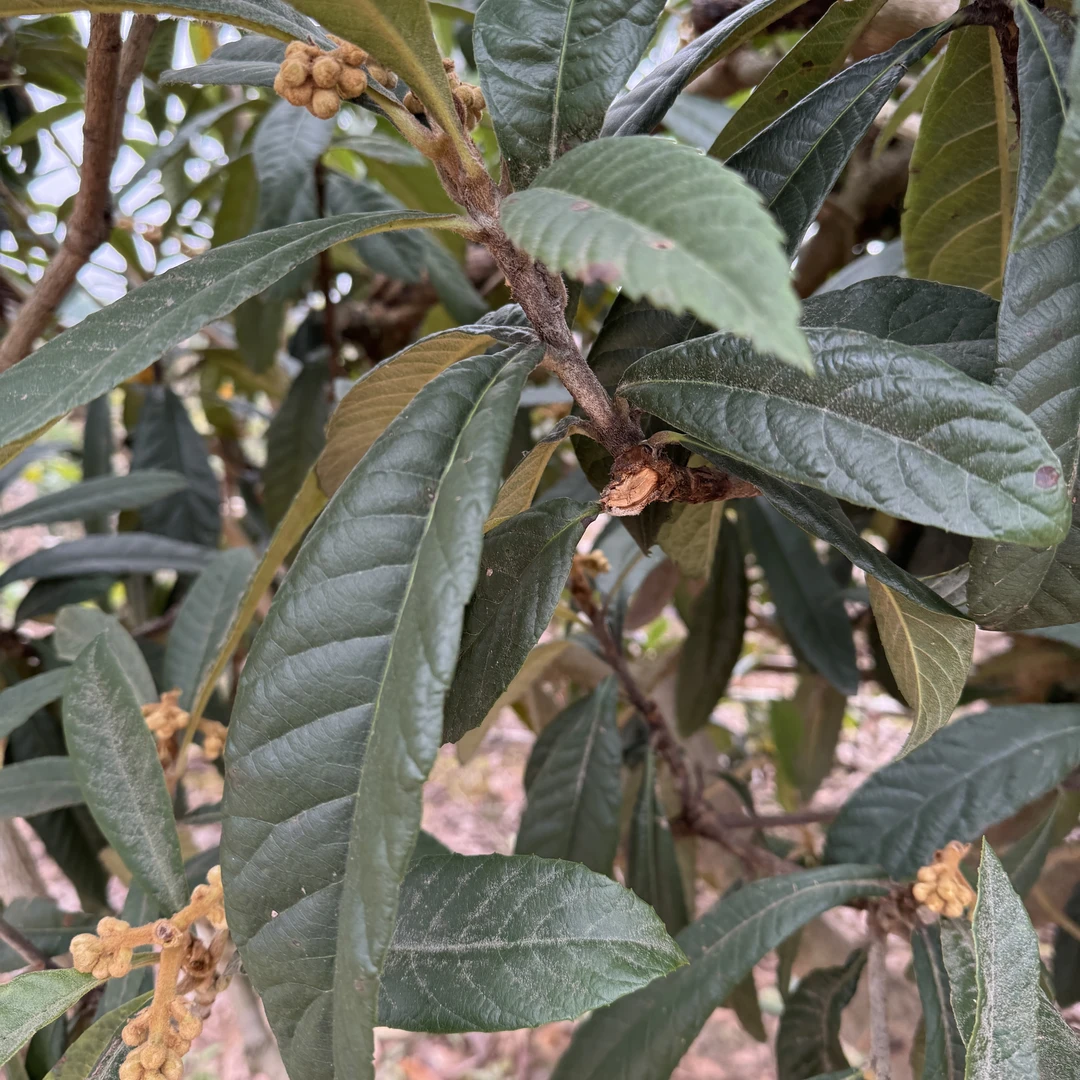 四川仁寿20年老树（枇杷叶）放在家里好看