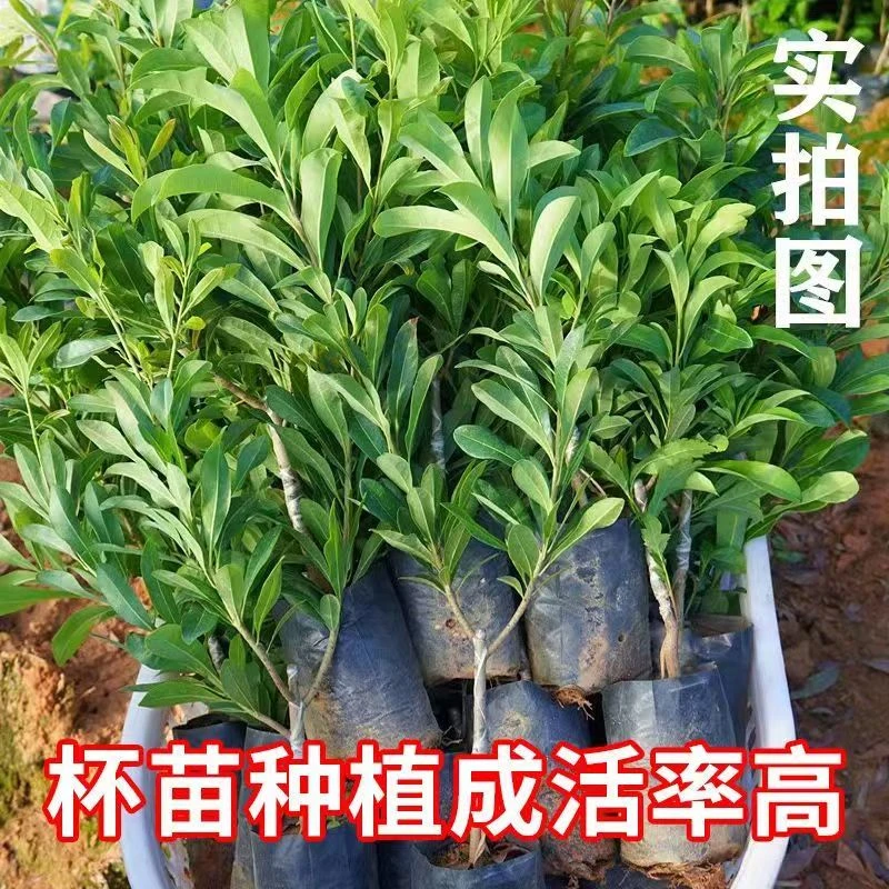 正宗嫁接杨梅树苗乌梅苗黑炭东魁杨梅果树苗地栽南方种植带营养杯