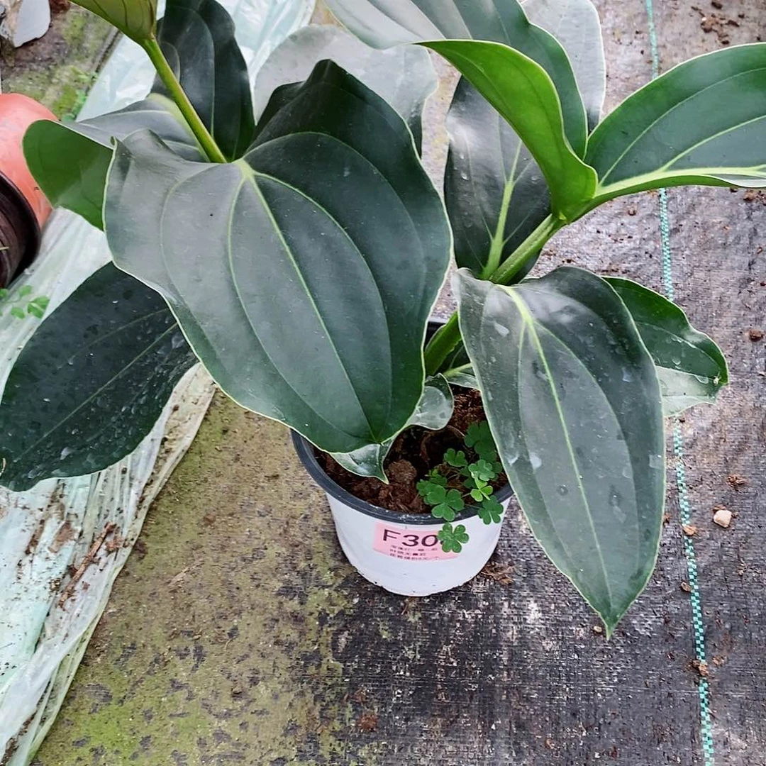 无花朵你***谁木本花卉308