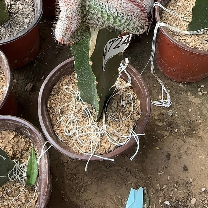 用***9无花朵嫁接直刺佩雷724