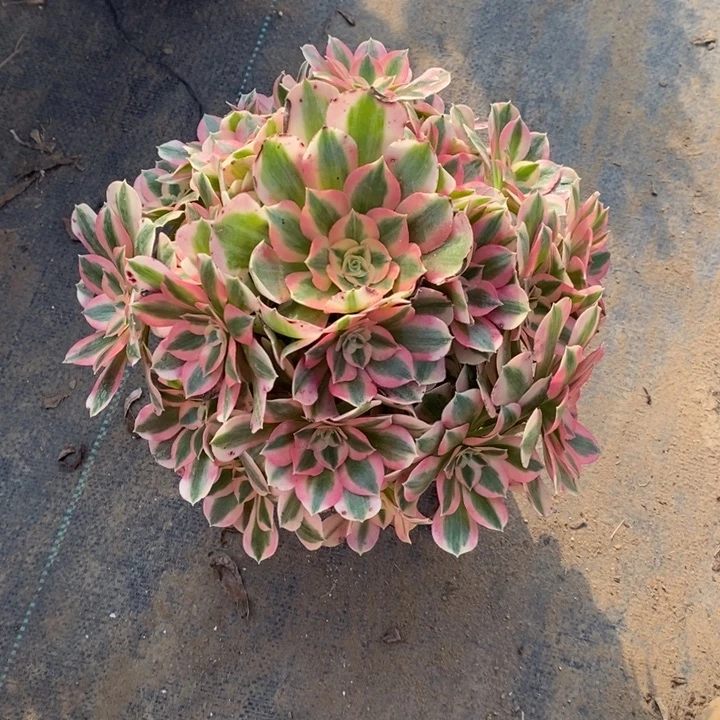 粉女巫20多肉植物法师法师