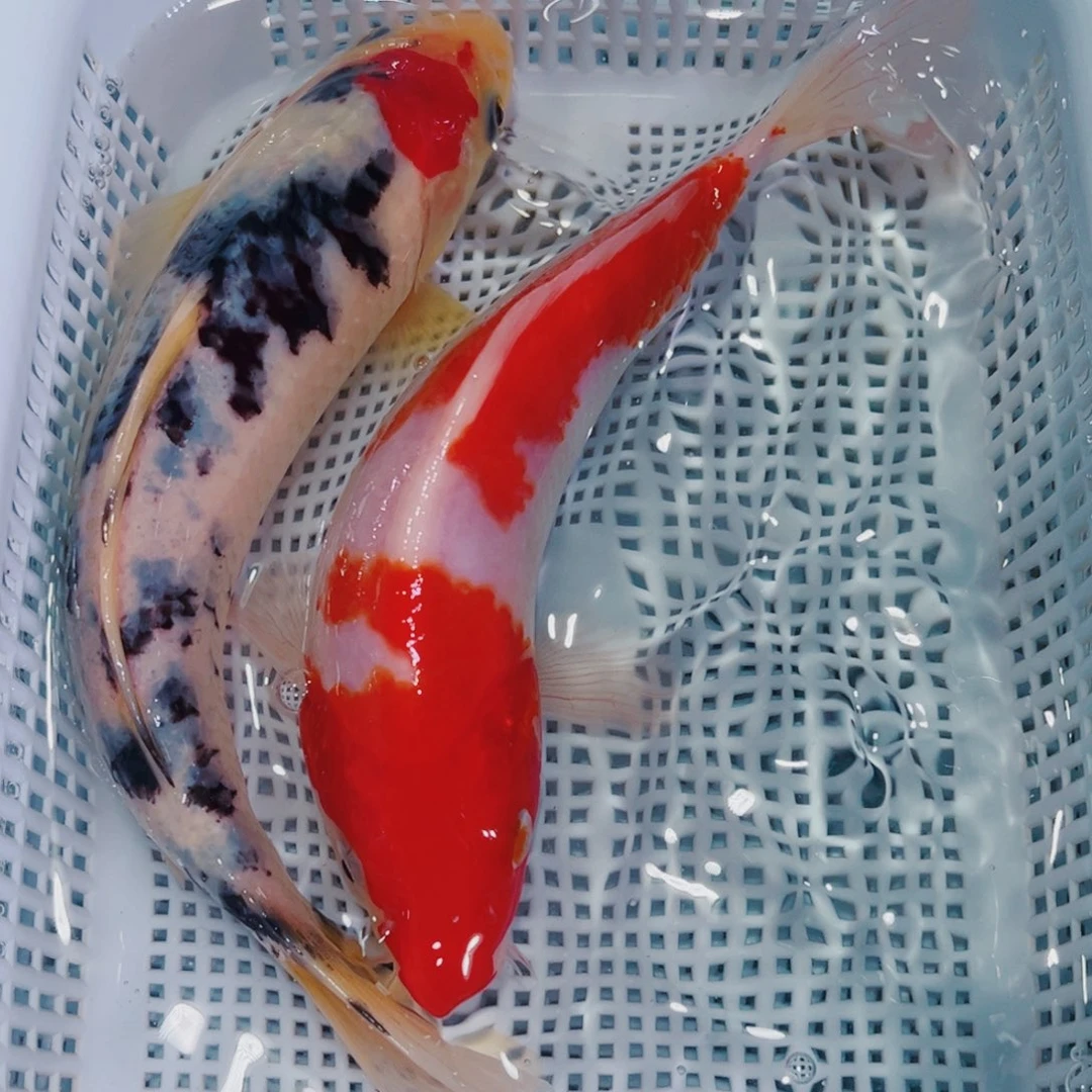 锦鲤锦鲤冷水鱼观赏132