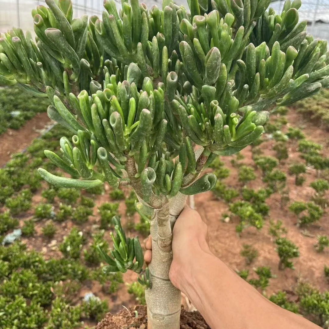 3年以上老桩吸财树，好看又好养，（不带盆脱土发货）