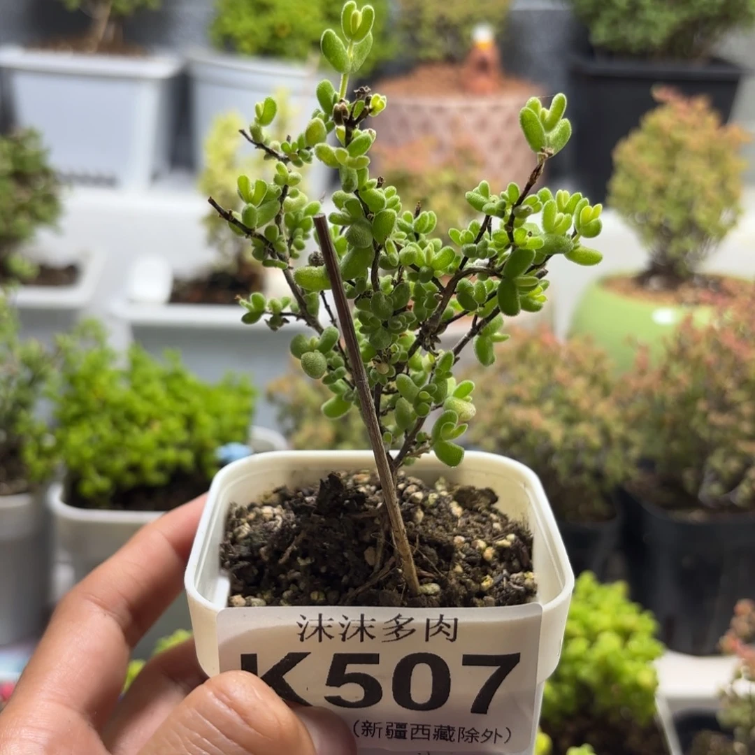 507月曲枝干番杏福利