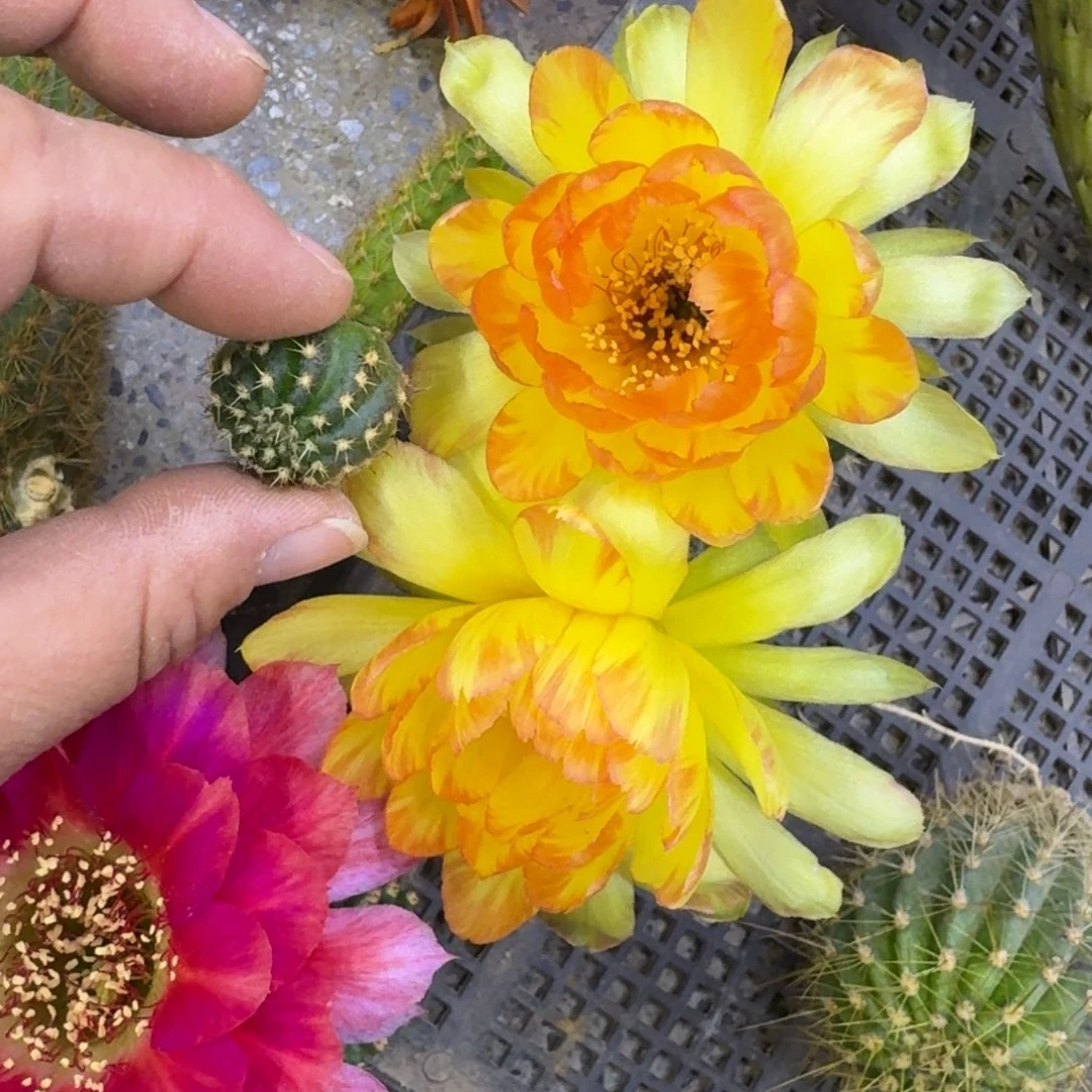 214丽花100歪无根侧牙2到3公分左右很小，20包邮