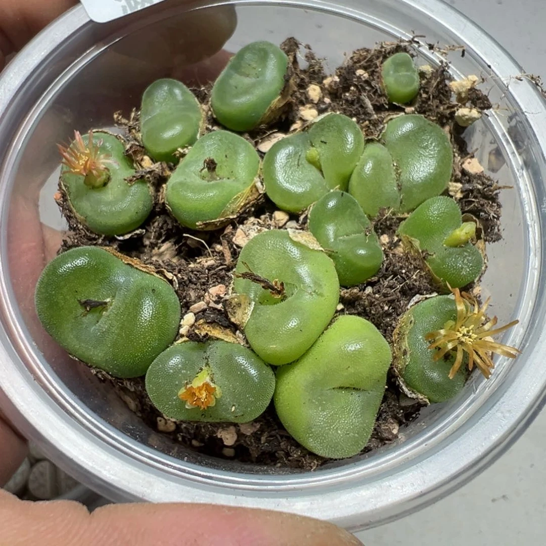 【闪购商品】 1179。