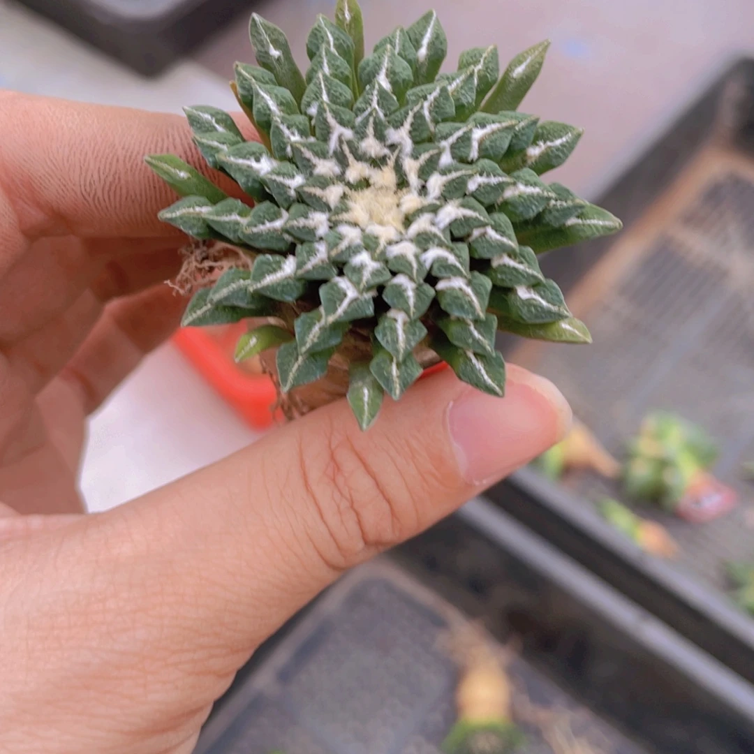 实生姬牡丹福利福利