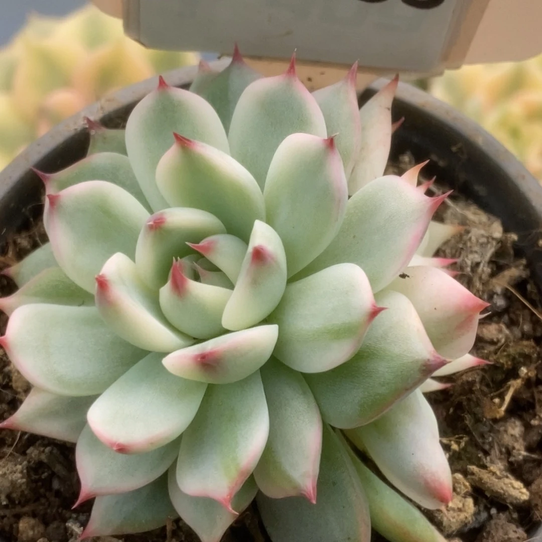 阿*༊355吉娃娃补386锦锦锦锦