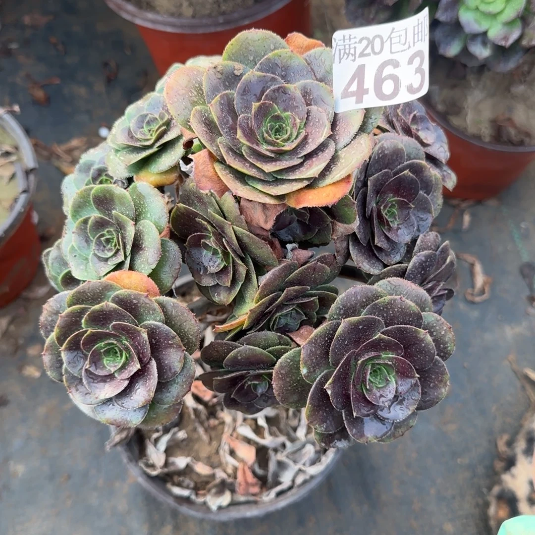 炫彩圆叶463满20包邮断枝不包