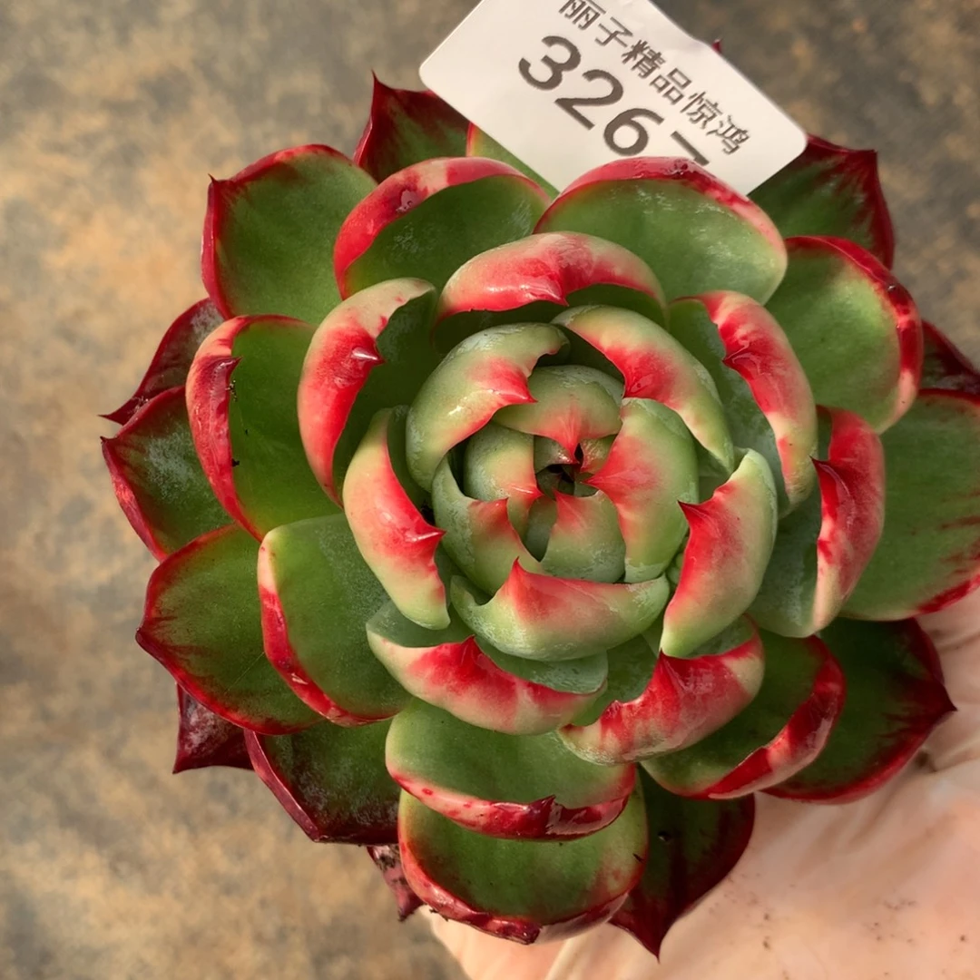 3267一物一拍11厘米