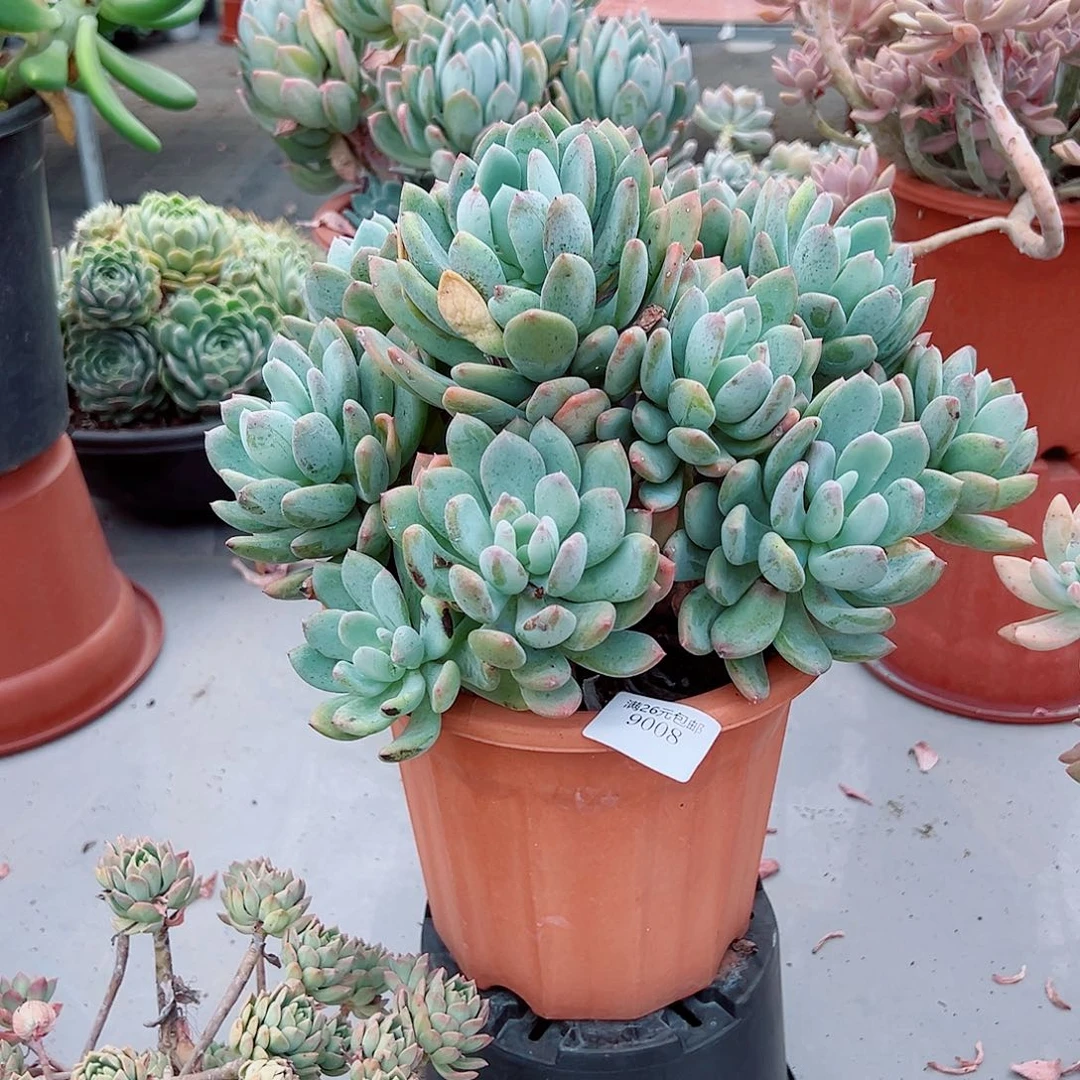 ****゛9008灰姑娘多肉植物