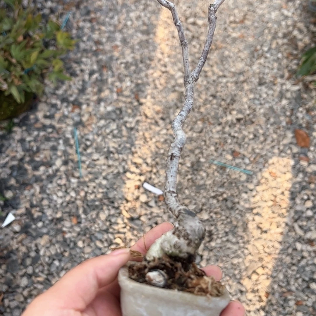 红陶嘿*176顺丰到付