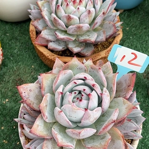 12祖母绿2个带盆多