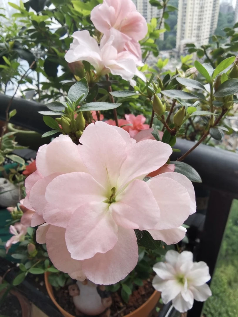 【小玉之舞】皋月杜鹃花耐寒耐热多色小苗