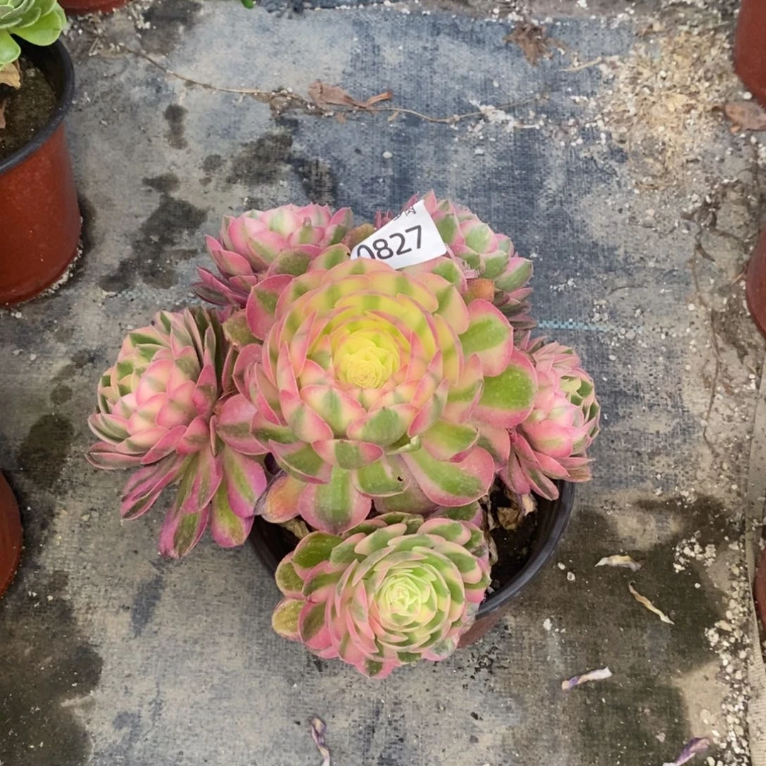 用****50827荔枝多肉植物