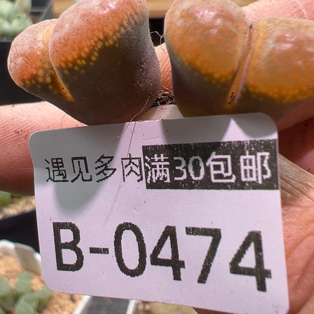 多肉植物111111111111