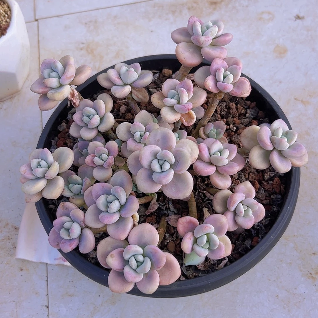 多肉一个默认瑕疵编号7