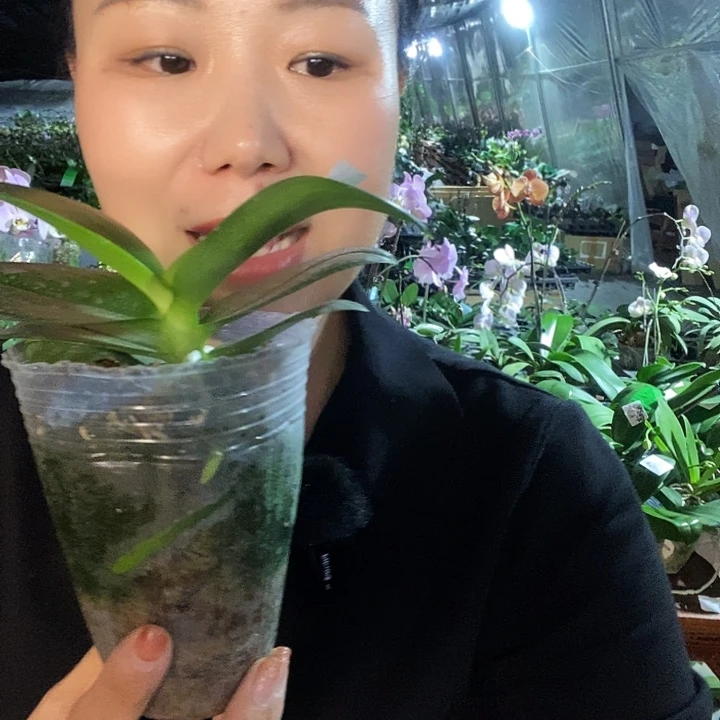 无花朵夏日黑莓蝴蝶兰