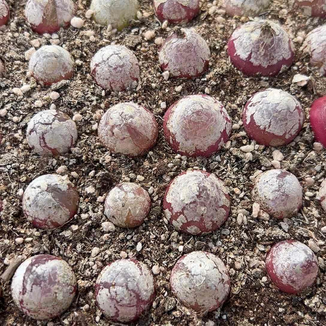 0000量拍大灯泡2颗尺寸2.0上下脱土发