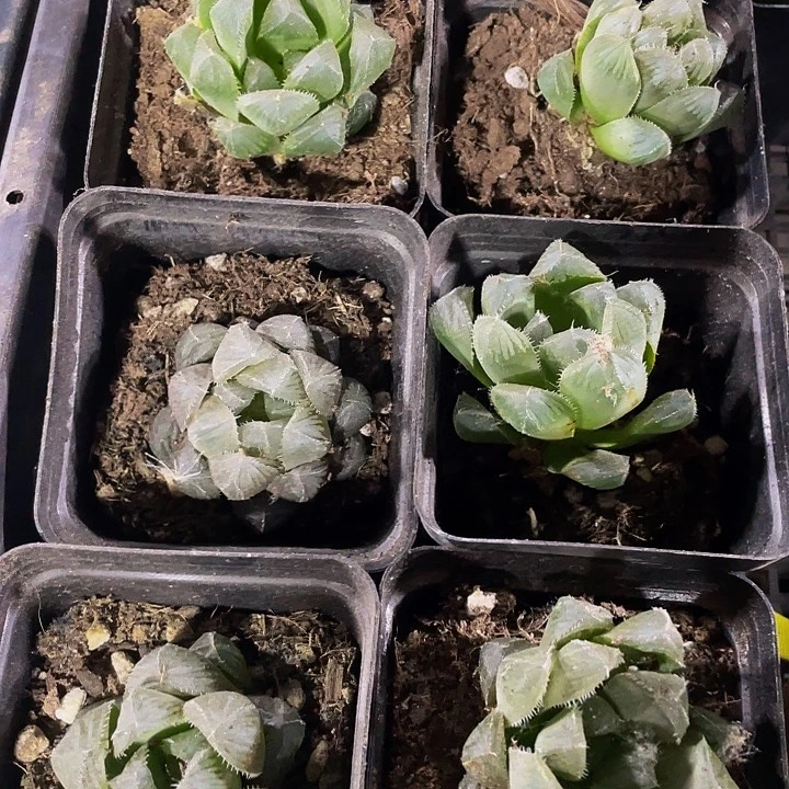 7方处理大玉露带盆土发
