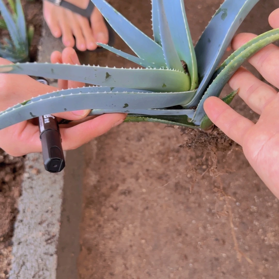 阿***A块根植物块根植物