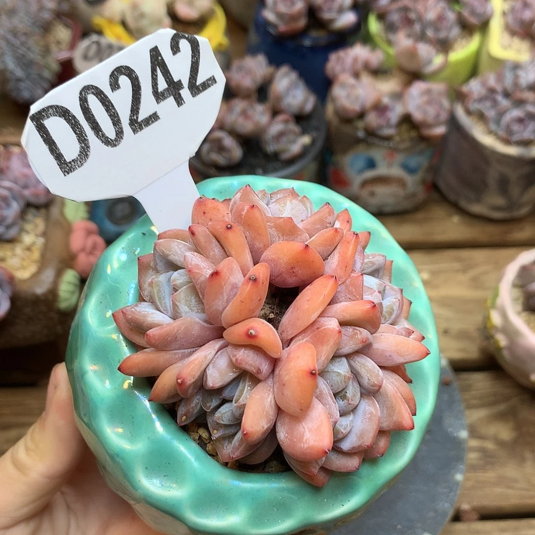 D0242 橙子 自然群 福利